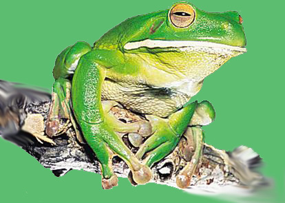 froschakademie.at - Startseite